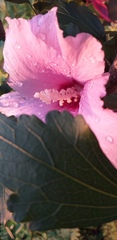 Hibiscus