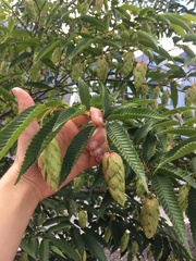 Carpinus japonica