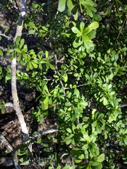 Forestiera segregata