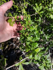 Forestiera segregata