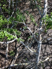 Forestiera segregata