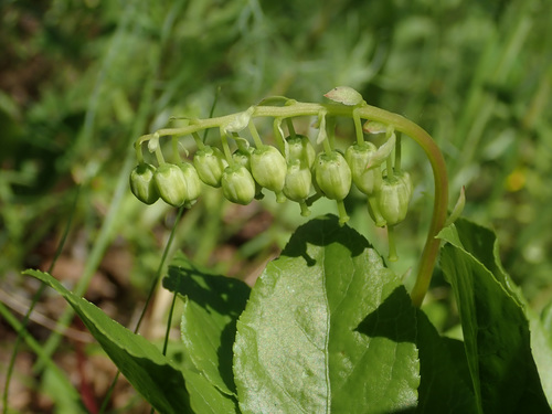 Vienašalė užgina nuotrauka