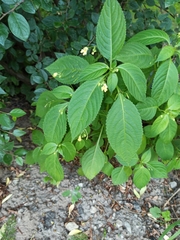 Impatiens parviflora