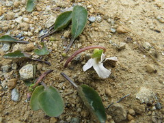 Viola cunninghamii