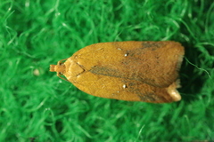 Acleris notana