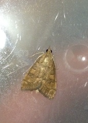 Udea fulvalis