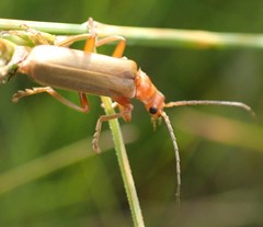 Cantharis rufa