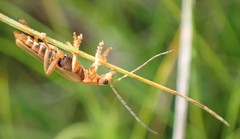 Cantharis rufa