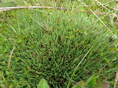 Oreobolus pectinatus