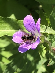 Helophilus pendulus