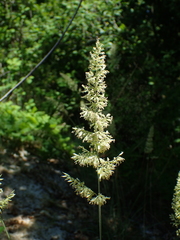 Koeleria macrantha macrantha