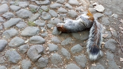 Sciurus aureogaster