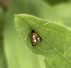 Cauchas fibulella