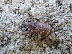 Hylobius transversovittatus