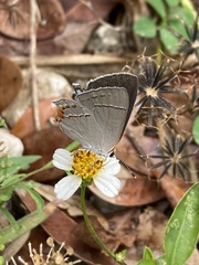 Strymon melinus image