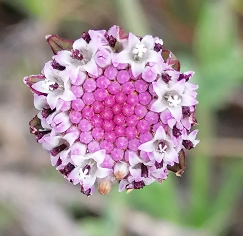 Othonna digitata