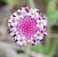 Othonna digitata