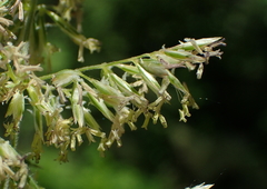 Koeleria macrantha macrantha