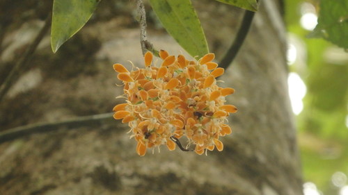 Epidendrum polyanthum, photograph 4