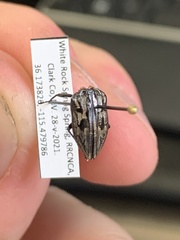 Chrysobothris quadrilineata