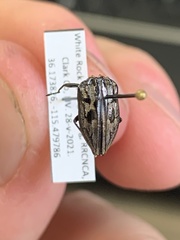 Chrysobothris quadrilineata