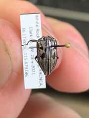 Chrysobothris quadrilineata