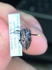 Chrysobothris quadrilineata