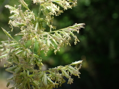 Koeleria macrantha macrantha