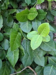Euonymus fortunei