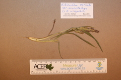 Echinochloa muricata microstachya