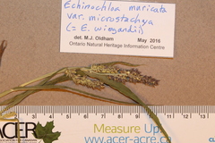 Echinochloa muricata microstachya