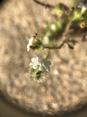 Cryptantha leiocarpa