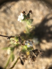 Cryptantha leiocarpa