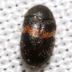 Trogoderma primum