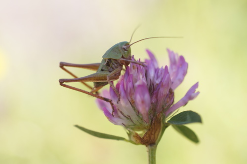 Margasis žiogas nuotrauka