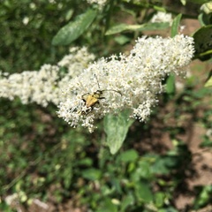 Lepturobosca chrysocoma