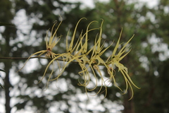 Brassia verrucosa