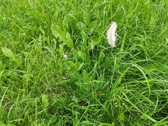 Plantago media