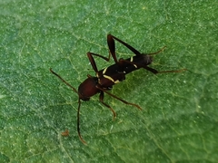 Neoclytus acuminatus