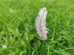 Plantago media