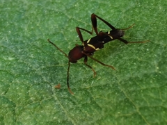 Neoclytus acuminatus