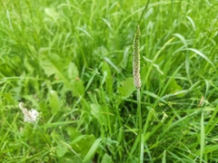 Plantago media