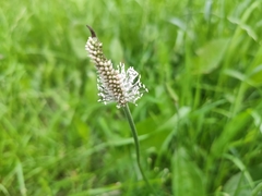 Plantago media