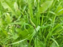 Plantago media