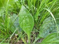 Plantago media