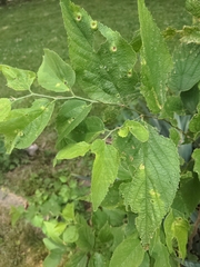 Celtis occidentalis