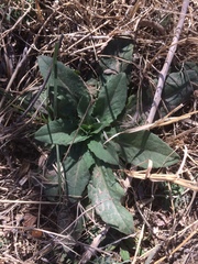 Plectocephalus americanus