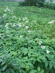 Aegopodium podagraria