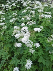 Aegopodium podagraria