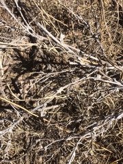 Argemone polyanthemos